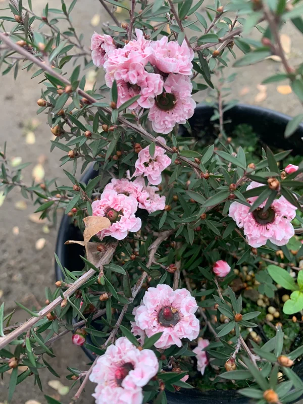 Apple Blossom Tea Tree Live Plant – Leptospermum Scoparium – 6 inch Pot - Image 1