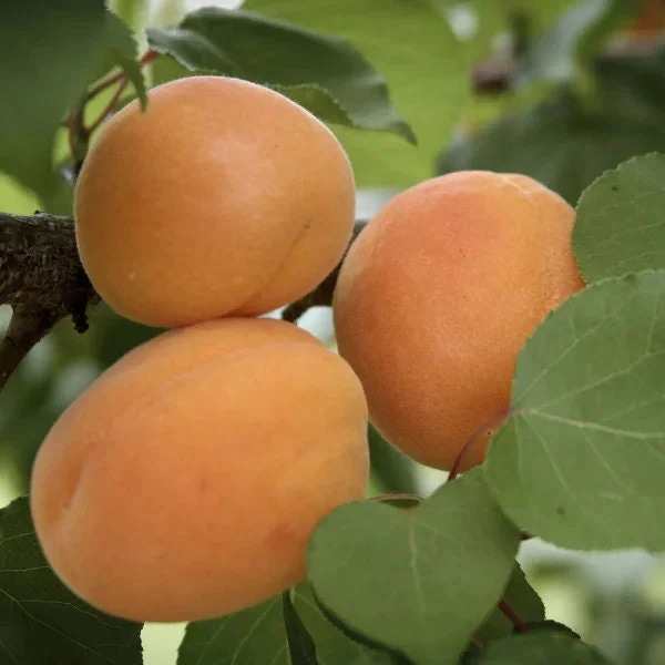 Apricot 'Moorpark' Tree - Live Fruit Tree - 2-3 Feet Tall - Ships in 3 Gallon Pot - Image 1