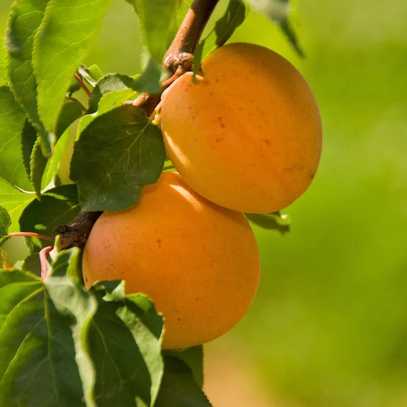 Apricot 'Tropic Gold' Tree - Live Plant - 2-3 ft Tall - Fruit Tree - Image 1