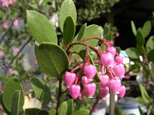 Arctostaphylos Bakeri 'Louise Edmunds' Manzanita Live Plant, 6 inch Pot - Image 2