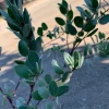 Arctostaphylos Bakeri 'Louise Edmunds' Manzanita Live Plant, 6 inch Pot - Image 1