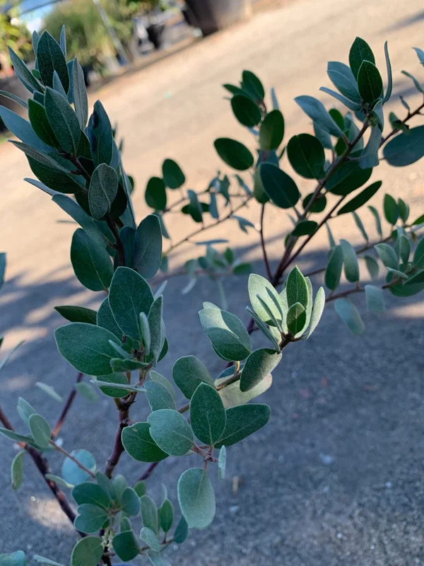 Arctostaphylos Bakeri 'Louise Edmunds' Manzanita Live Plant, 6 inch Pot - Image 1
