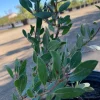Arctostaphylos Howard McMinn Manzanita Live Plant – 6 inch Pot – Outdoor Shrub - Image 1