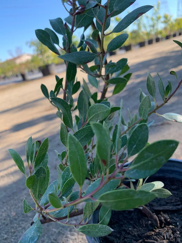 Arctostaphylos Howard McMinn Manzanita Live Plant – 6 inch Pot – Outdoor Shrub - Image 1
