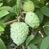Atemoya Fruit Tree - Grafted 3ft Tall Live Plant - Ships in 3 Gallon Pot - Image 1