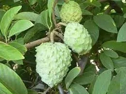 Atemoya Fruit Tree - Grafted 3ft Tall Live Plant - Ships in 3 Gallon Pot - Image 1