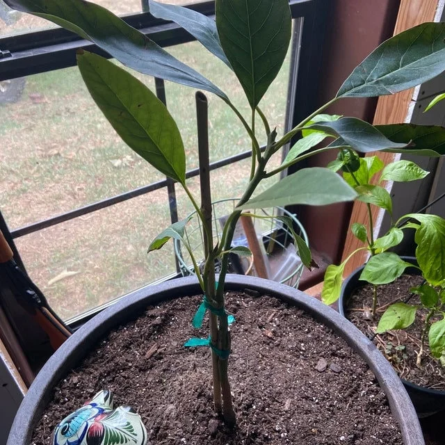 Bacon Avocado Tree – 1 Foot Tall Grafted Live Plant – Indoor/Outdoor - Image 2