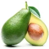 Bacon Avocado Tree – 1 Foot Tall Grafted Live Plant – Indoor/Outdoor - Image 1