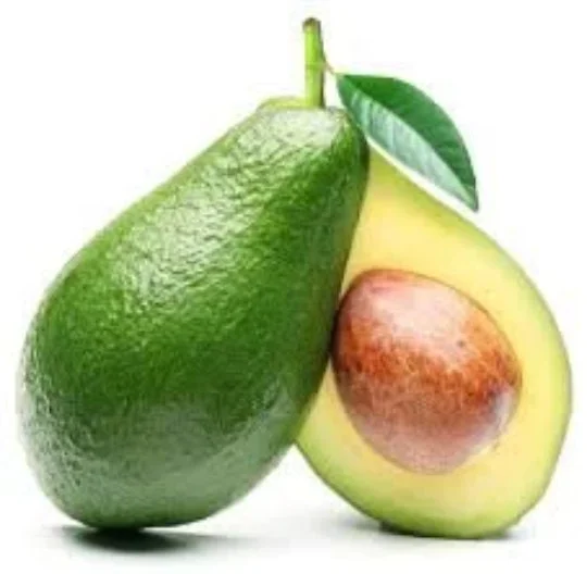 Bacon Avocado Tree Live Plant - Grafted, 2-3 Feet Tall, Healthy Trunk - Image 1