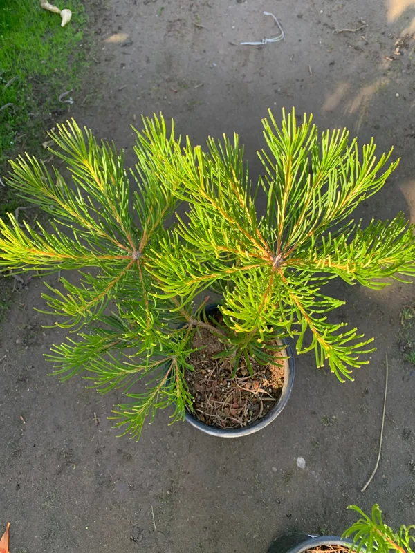 Banksia Spinulosa 'Schnapper Point' Live Plant – 6 inch Pot – Outdoor Shrub - Image 2