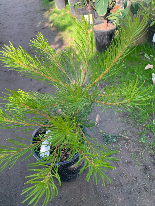 Banksia Spinulosa 'Schnapper Point' Live Plant – 6 inch Pot – Outdoor Shrub Banksia Spinulosa 'Schnapper Point' Live Plant – 6 inch Pot – Outdoor Shrub - Image 3