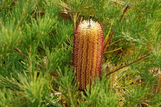 Banksia Spinulosa 'Schnapper Point' Live Plant – 6 inch Pot – Outdoor Shrub Banksia Spinulosa 'Schnapper Point' Live Plant – 6 inch Pot – Outdoor Shrub - Image 4