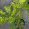Banksia Spinulosa 'Schnapper Point' Live Plant – 6 inch Pot – Outdoor Shrub Banksia Spinulosa 'Schnapper Point' Live Plant – 6 inch Pot – Outdoor Shrub - Image 1