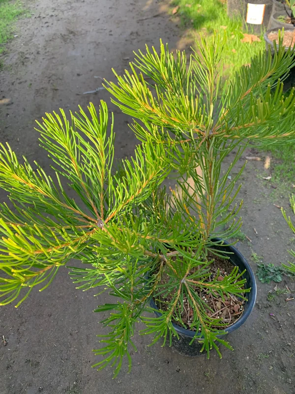Banksia Spinulosa 'Schnapper Point' Live Plant – 6 inch Pot – Outdoor Shrub - Image 1