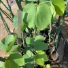 Bauhinia Purpurea Live Tree – 2-3 Feet Tall – Ship in 3 Gallon Pot – Outdoor - Image 1