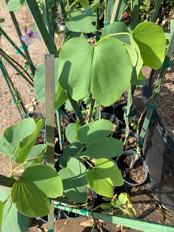 Bauhinia Purpurea Live Tree – 2-3 Feet Tall – Ship in 3 Gallon Pot – Outdoor - Image 1