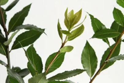 Bay Leaf Live Plant – 2 Feet Tall – Ships in 6 inch Pot – Indoor/Outdoor Herb - Image 2