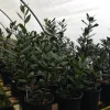 Bay Leaf Live Plant – 2 Feet Tall – Ships in 6 inch Pot – Indoor/Outdoor Herb - Image 1