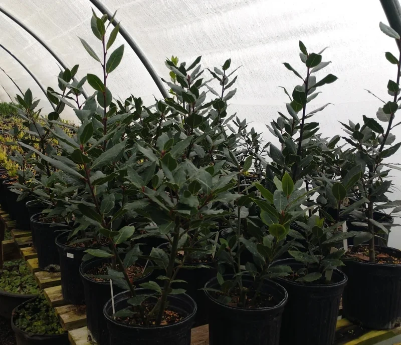 Bay Leaf Live Plant – 2 Feet Tall – Ships in 6 inch Pot – Indoor/Outdoor Herb - Image 1