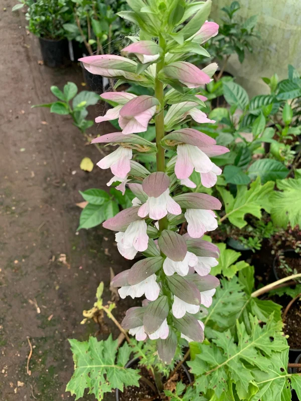 Bear's Breeches (Acanthus Mollis) Live Plant – 6 inch Pot – Outdoor Perennial Bear's Breeches (Acanthus Mollis) Live Plant – 6 inch Pot – Outdoor Perennial - Image 3