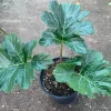 Bear's Breeches (Acanthus Mollis) Live Plant – 6 inch Pot – Outdoor Perennial - Image 1