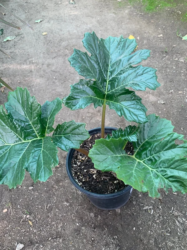 Bear's Breeches (Acanthus Mollis) Live Plant – 6 inch Pot – Outdoor Perennial - Image 1