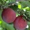 Beauty Plum Tree Live Plant – 3 Gallon Pot – 3 Feet Tall – Outdoor Fruit Tree - Image 1