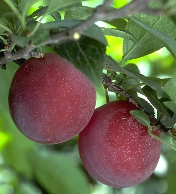 Beauty Plum Tree Live Plant – 3 Gallon Pot – 3 Feet Tall – Outdoor Fruit Tree - Image 1