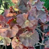 Begonia 'Angel Glow' Live Plant – 6 inch Pot – Indoor Houseplant - Image 1