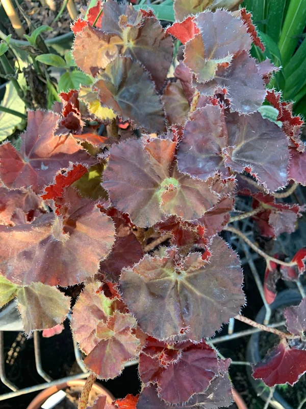 Begonia 'Angel Glow' Live Plant – 6 inch Pot – Indoor Houseplant - Image 1