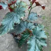 Begonia 'Fannie Moser' Live Plant – 1 Gallon Pot – Indoor/Outdoor Begonia 'Fannie Moser' Live Plant – 1 Gallon Pot – Indoor/Outdoor - Image 1
