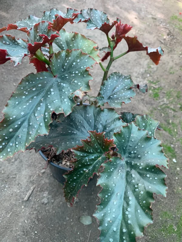 Begonia 'Fannie Moser' Live Plant – 1 Gallon Pot – Indoor/Outdoor - Image 1