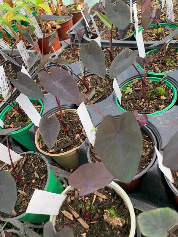 Black Magic Colocasia Starter Plant 4" Pot - Live Elephant Ear Plant Indoor/Outdoor - Image 2