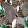 Black Magic Colocasia Starter Plant 4" Pot - Live Elephant Ear Plant Indoor/Outdoor - Image 1