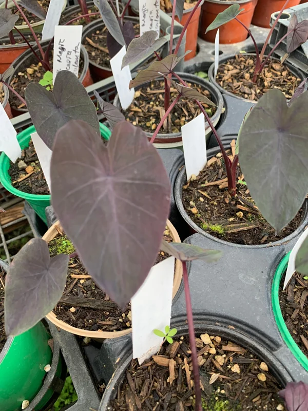 Black Magic Colocasia Starter Plant 4" Pot - Live Elephant Ear Plant Indoor/Outdoor - Image 1