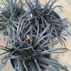 Black Mondo Grass Live Plant – Ophiopogon Japonicus – 6 inch Pot Outdoor - Image 1