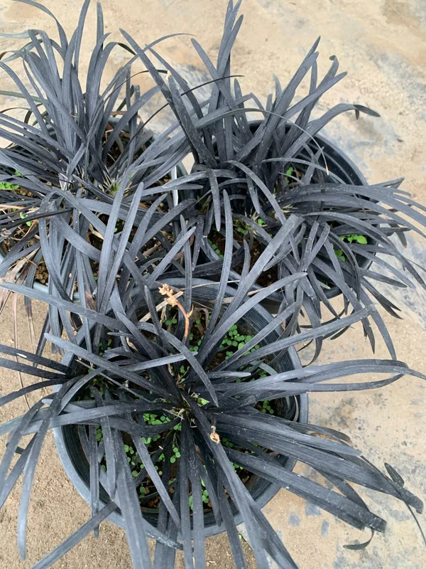 Black Mondo Grass Live Plant – Ophiopogon Japonicus – 6 inch Pot Outdoor - Image 1