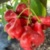 Black Pearl Wax Apple Live Plant – 1 to 2 feet tall – Ships in 3 Gallon Pot - Image 1