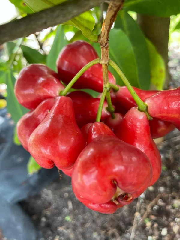 Black Pearl Wax Apple Live Plant – 1 to 2 feet tall – Ships in 3 Gallon Pot - Image 1