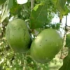 Black Sapote Live Plant - 2 to 3 Feet Tall - Ship in 3 Gallon Pot - Fruit Tree - Image 1