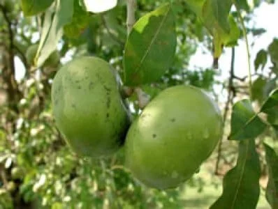 Black Sapote Live Plant - 2 to 3 Feet Tall - Ship in 3 Gallon Pot - Fruit Tree - Image 1