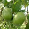 Black Sapote Tree Live Plant – 3-4 Feet Tall – Ships in 7 Gallon Pot - Image 1