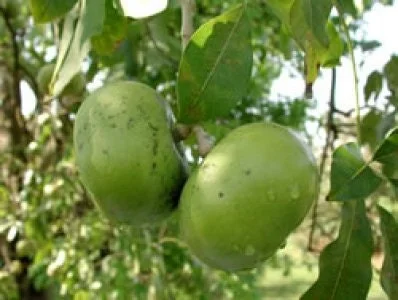 Black Sapote Tree Live Plant – 3-4 Feet Tall – Ships in 7 Gallon Pot - Image 1