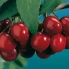 Black Tartarian Sweet Cherry Tree – Live Plant – 3-4 Feet Tall – Ships in 3 Gallon Pot Black Tartarian Sweet Cherry Tree – Live Plant – 3-4 Feet Tall – Ships in 3 Gallon Pot - Image 1