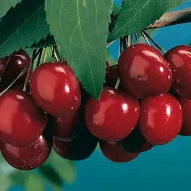 Black Tartarian Sweet Cherry Tree – Live Plant – 3-4 Feet Tall – Ships in 3 Gallon Pot - Image 1