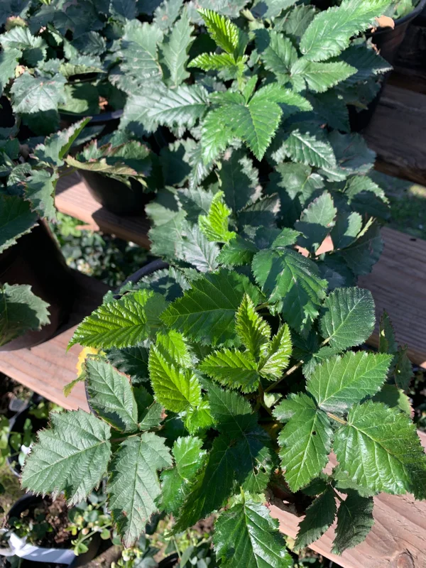 Blackberry Prime Ark Freedom Live Plant - Thornless, Everbearing, 6" Pot - Image 2