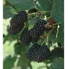 Blackberry Prime Ark Freedom Live Plant - Thornless, Everbearing, 6" Pot - Image 1