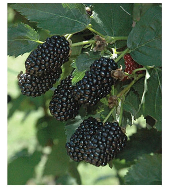 Blackberry Prime Ark Freedom Live Plant - Thornless, Everbearing, 6" Pot - Image 1