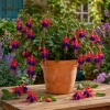 Blue Eyed Fuchsia Live Plant, 5 Inch Pot, 5-7 Inch Tall, Pink Purple Flowers, Patio Shade Blue Eyed Fuchsia Live Plant, 5 Inch Pot, 5-7 Inch Tall, Pink Purple Flowers, Patio Shade - Image 1