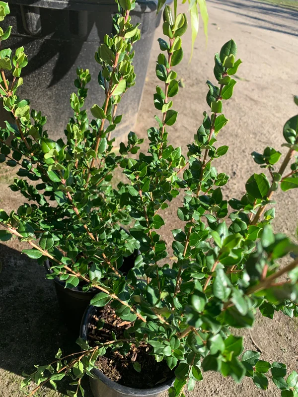 Blueberry Guava Live Plant – Luma Apiculata – 3 Gallon Pot - Image 2
